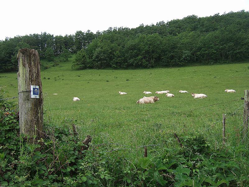 2010-05- (2).JPG - Die Muschel zeigt uns heute noch den Weg